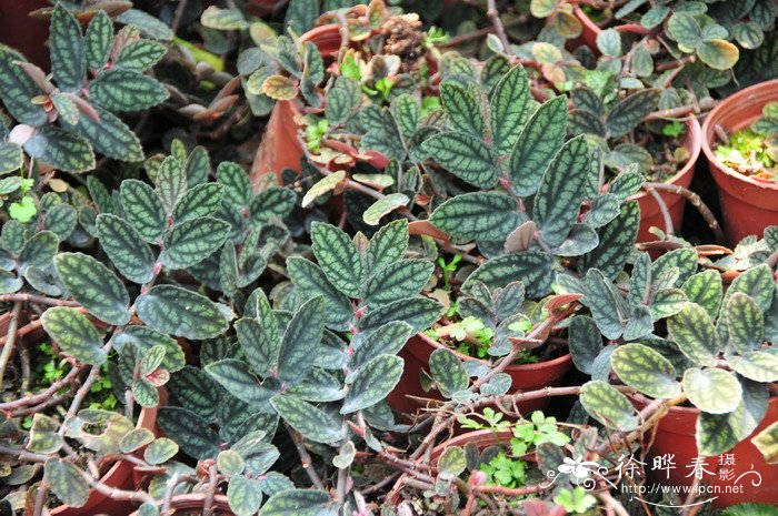 50种浪漫鲜花花语大全