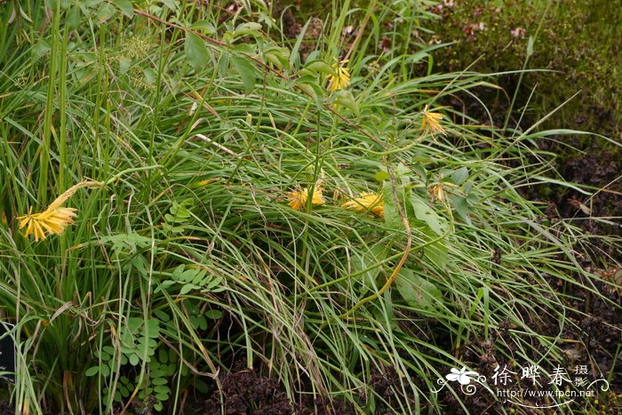 九里香花适合在室内养吗