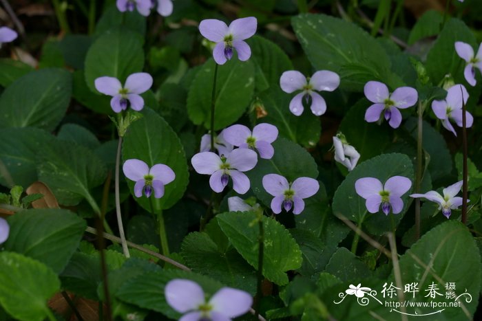 什么花一年四季都开花