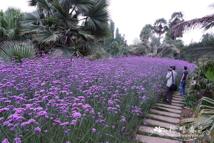 白掌花