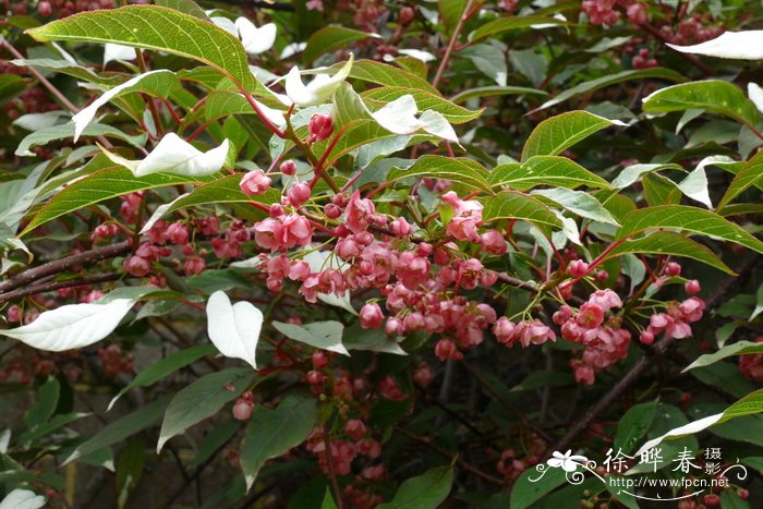 大丽花种植