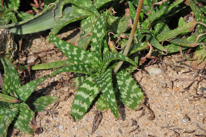 栀子花养殖方法