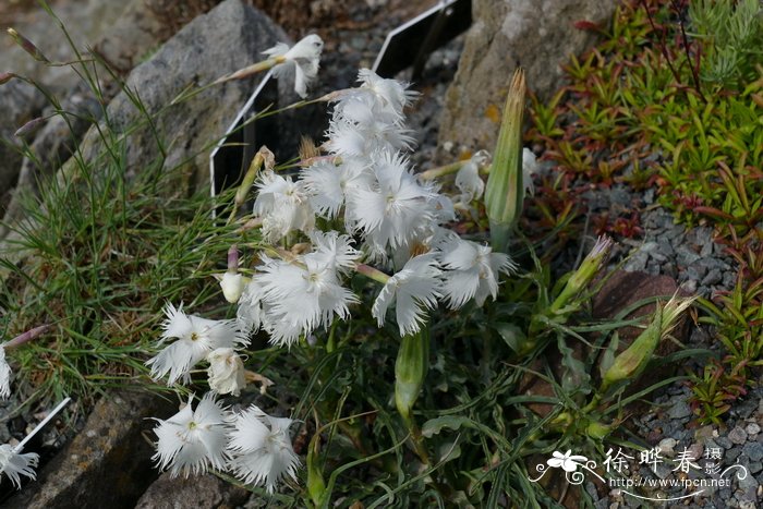 菊花花语是什么意思