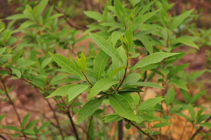 花毛茛的花语