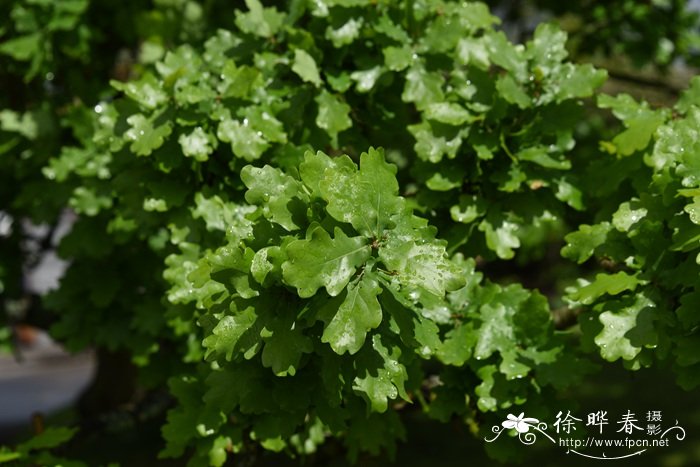 杜鹃花开花时间