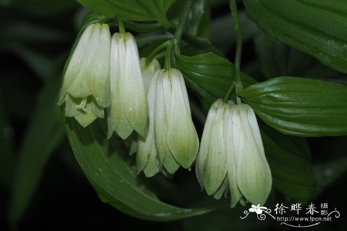 brassica juncea