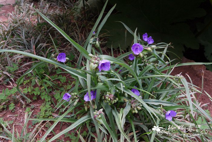 夜香花什么人不能吃