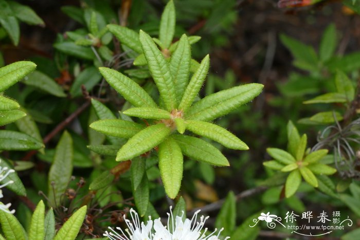 黑麦草