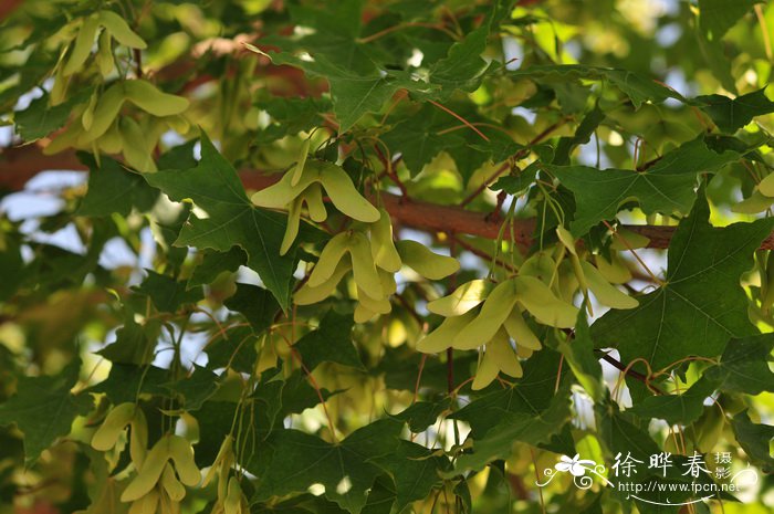 樱花树修剪大全