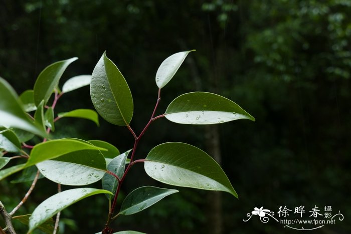 骂人蓝莲花是什么意思