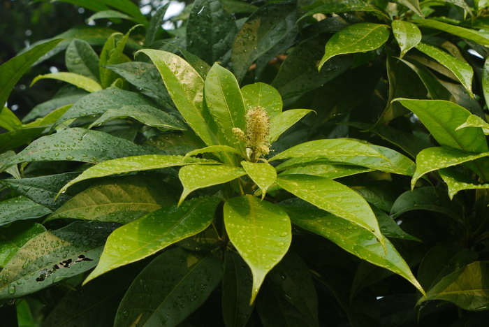 菠萝怎么种植方法