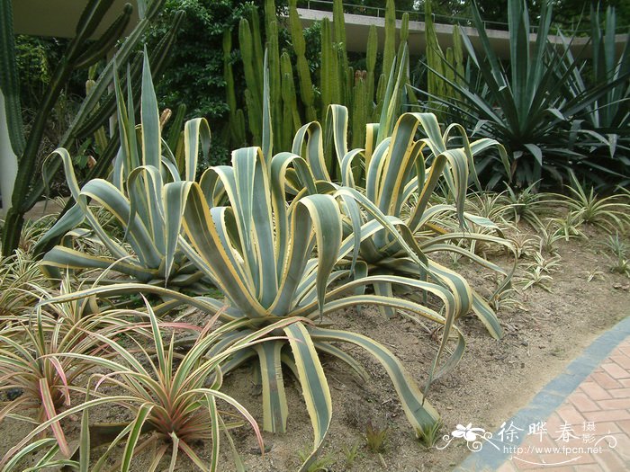 吸甲醛净化空气植物