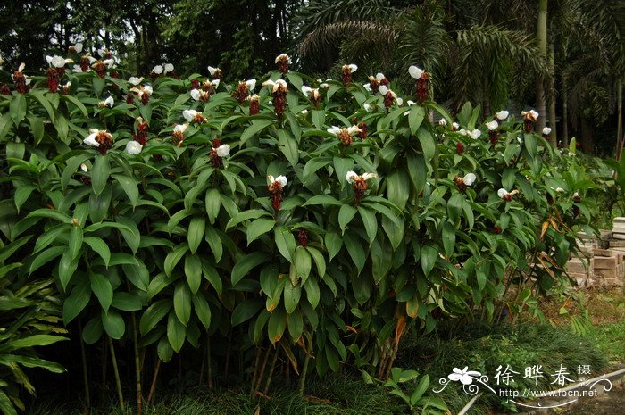 杜鹃花开花时间