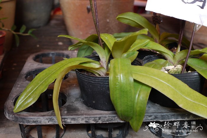 三分钟完全去除虱子卵