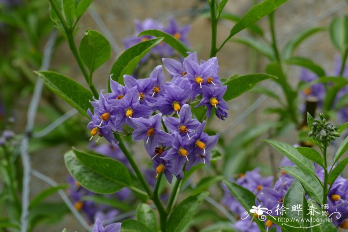 食蝇花