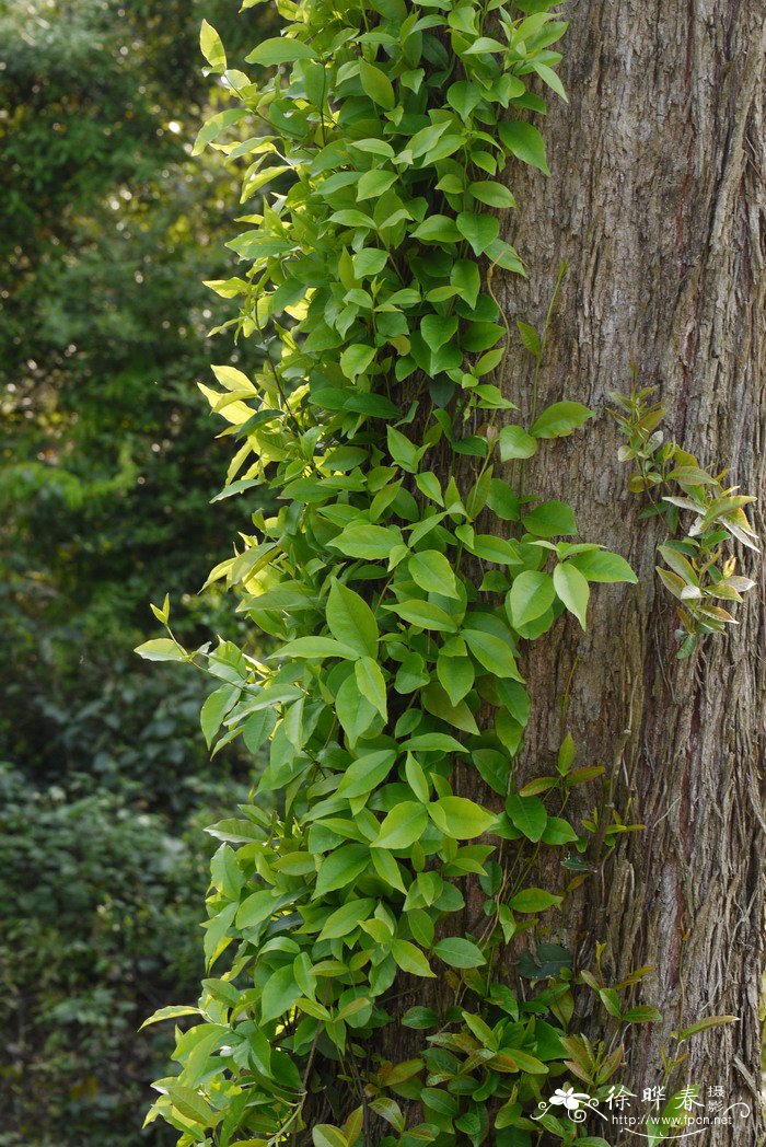 野豌豆草图片