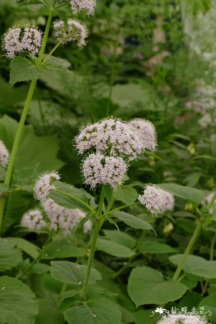 贡菊杭白菊