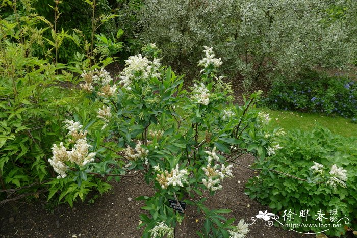 紫色风信子花语