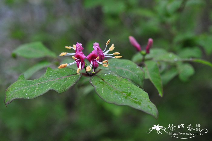 口感最好的无花果品种