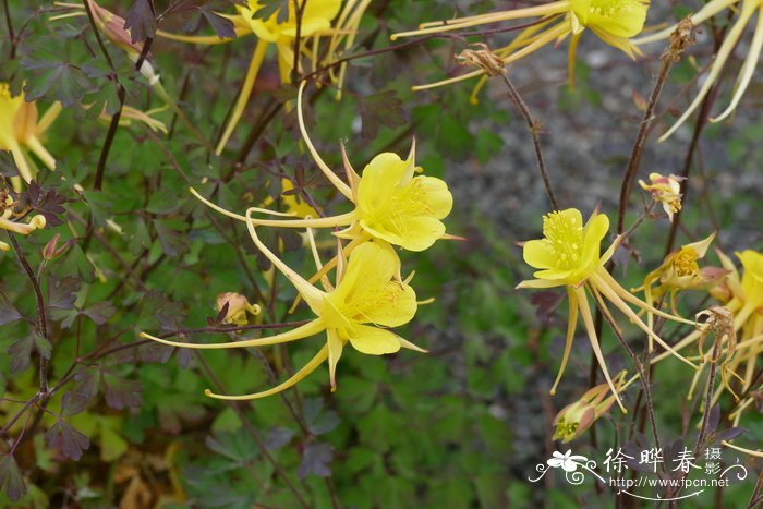 农村种植什么能致富