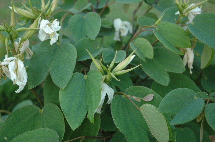 自制塑料花盆