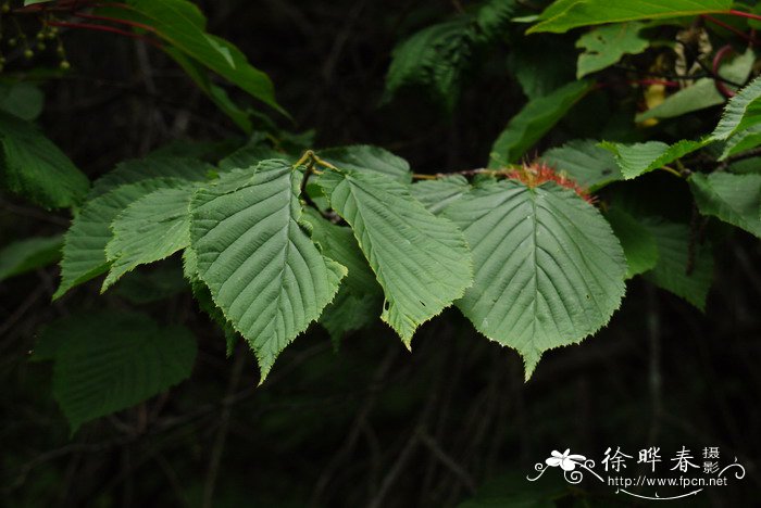 茵粟花