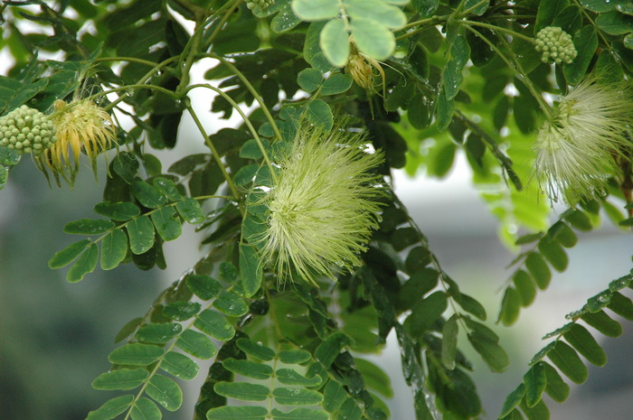 鱼腥草怎么吃