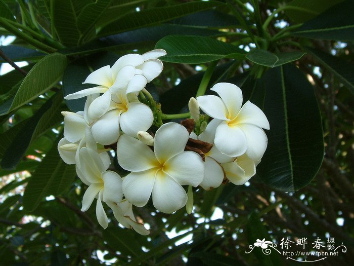 茶花用什么肥料好