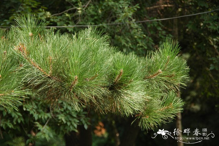 植物头像图片大全