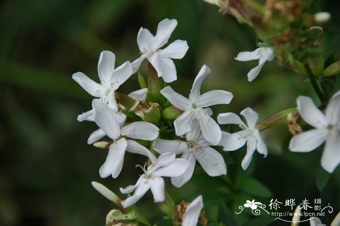 仙人掌花语象征与寓意