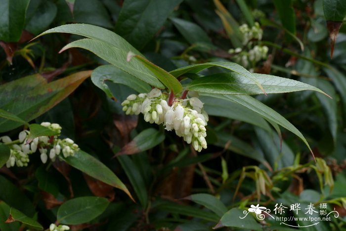 丛生香樟树