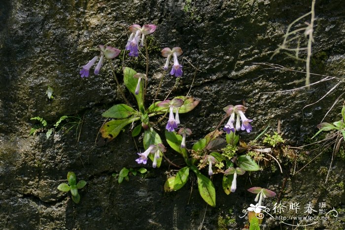 百合花是完全花还是不完全花