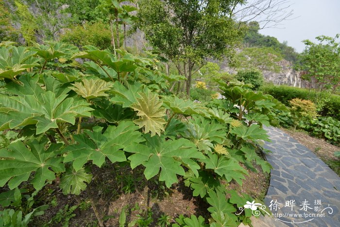 白山茶的花语