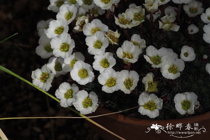 贡菊杭白菊