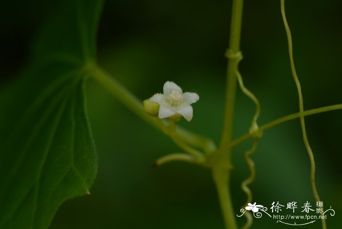 solanum