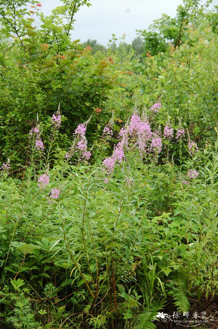 枸杞子种植技术