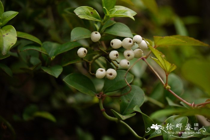 筛管