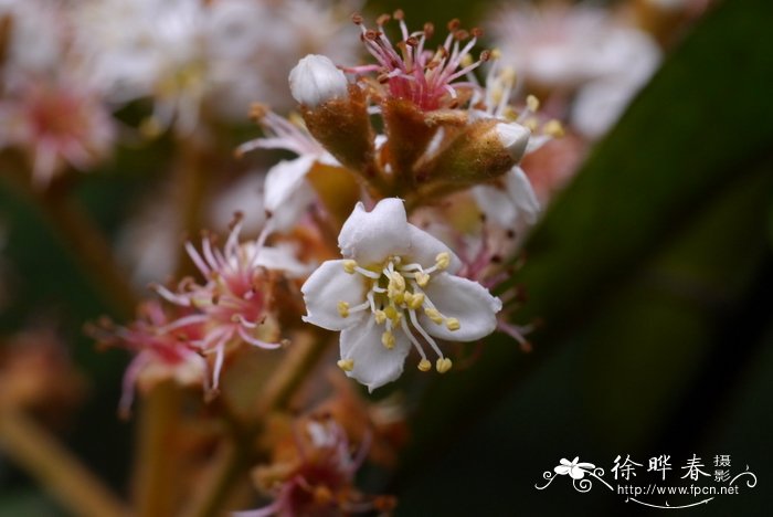 瑞香花的风水和禁忌