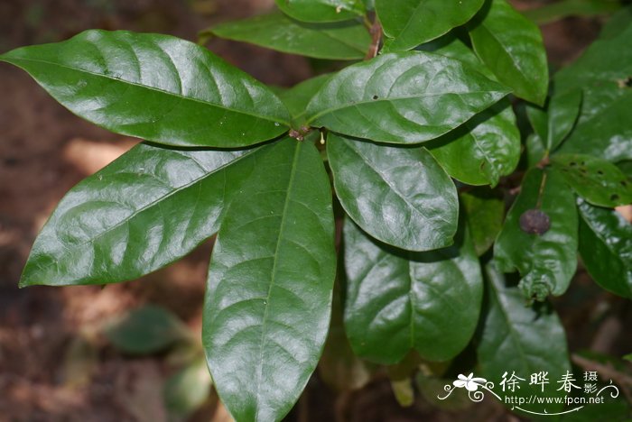 花大姐是什么昆虫