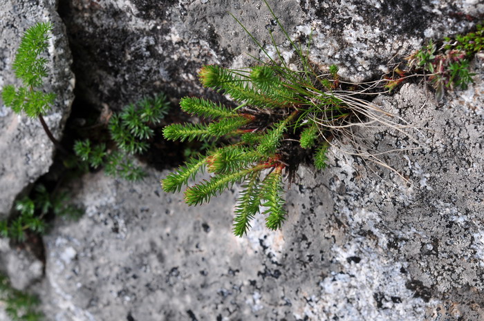 绿植花卉图片大全及花名