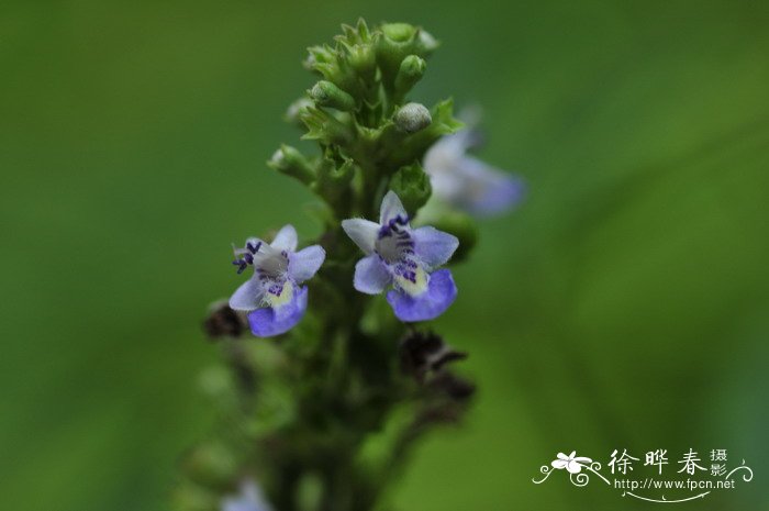 麻城杜鹃花