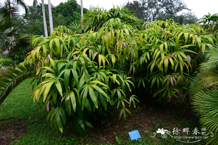 黄芩种植技术