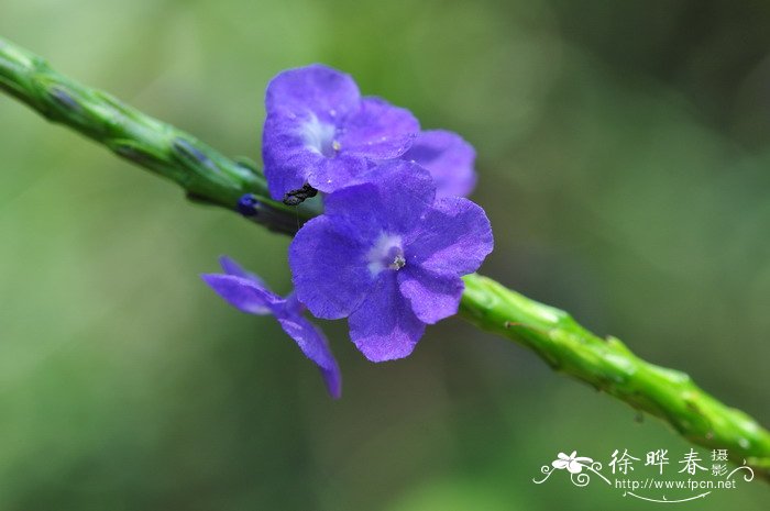 蓝色玫瑰花图片