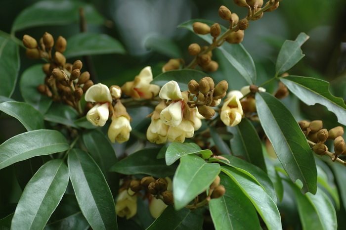 风信子花图片