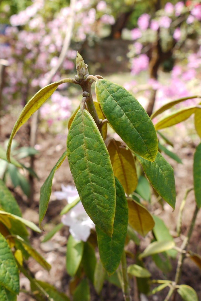 茄花