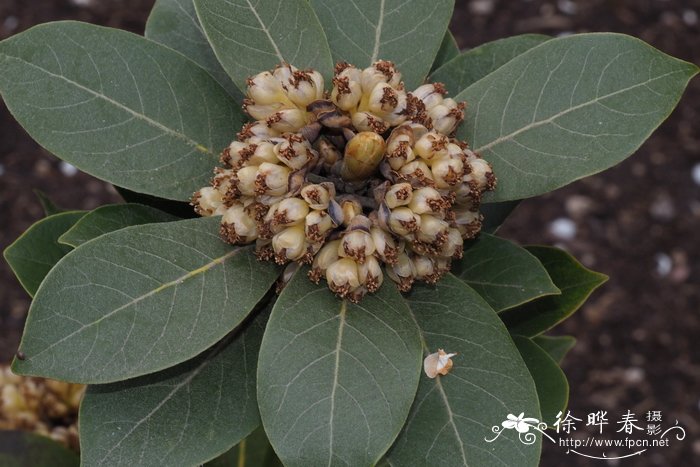 茶花图片大全大图