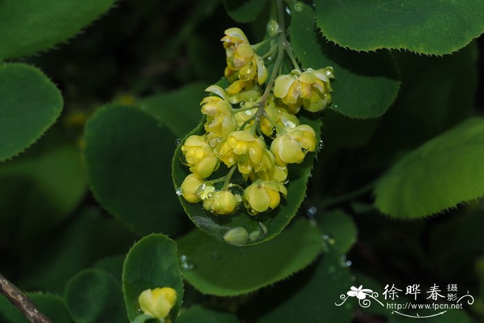 黄花菜的药用价值