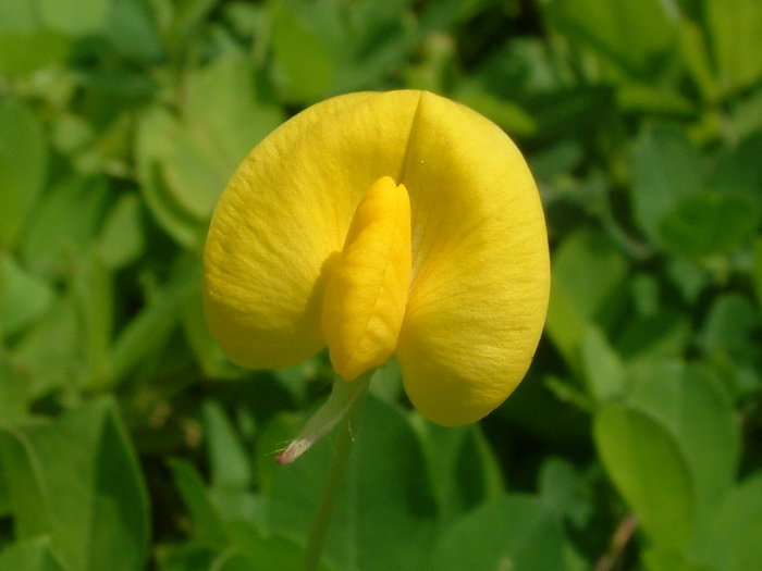 骂人蓝莲花是什么意思