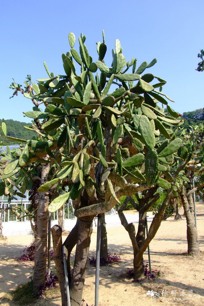 什么植物是靠风的力量传播种子