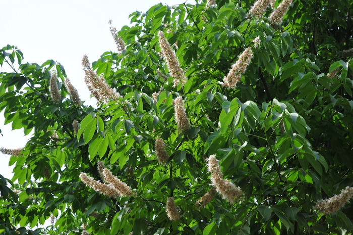 山芝麻图片